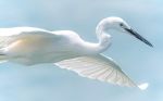 Il volo bianco